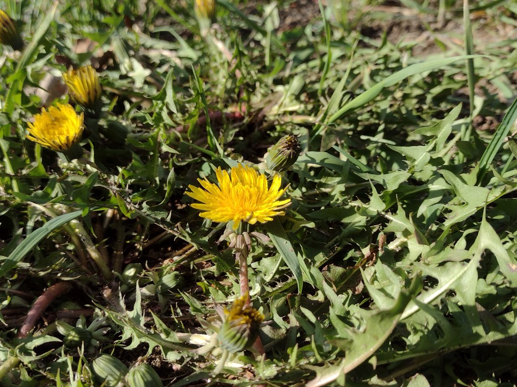 A lovely dandelion enjoying the evening sunshine in Brunswick, Maine