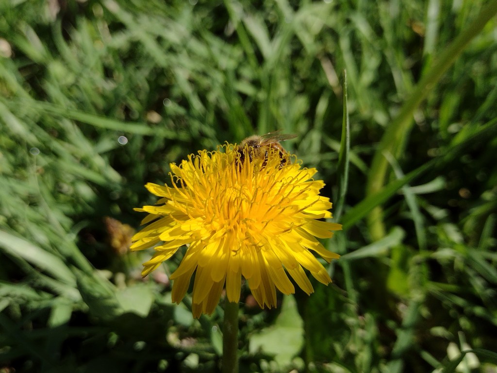 a honey bee, lightly dusted in pollen, searches for nectar in a dandelion
